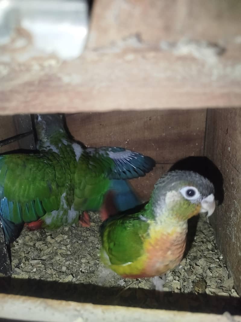 conure chicks 0