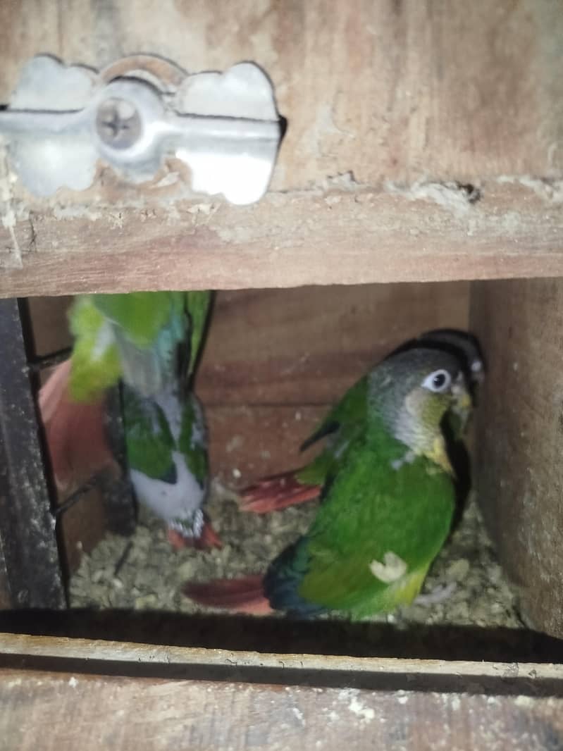 conure chicks 3