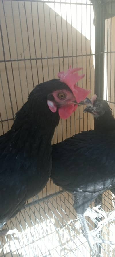 Healthy Ostra Loh Hens for Sale