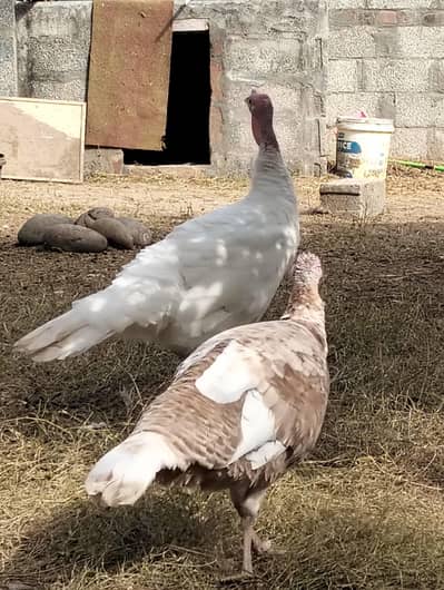 Breeder Turkey Pair looking for new home