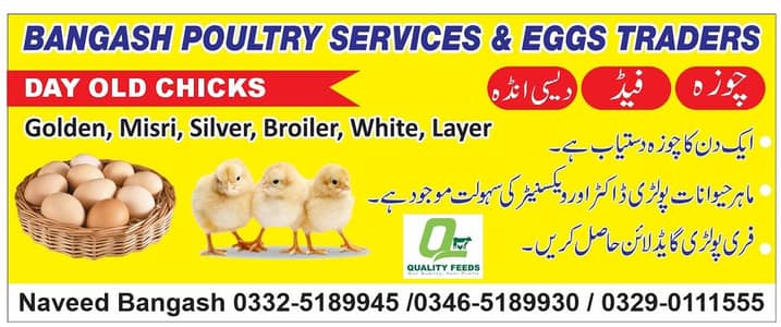 Golden | Misri | Broiler | lohman brown| Australorp| RIR