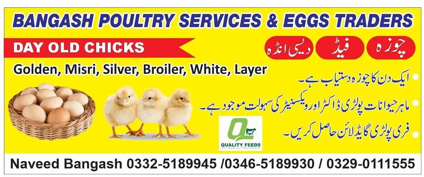 Golden | Misri | Broiler | lohman brown| Australorp| RIR