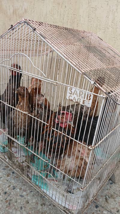 6 month desi murghi  8 murgian 2 murga total 10