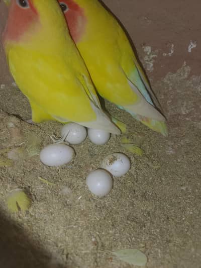 love birds/ raw parrots pair/ java birds pairs
