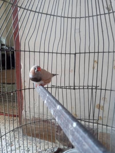 exzibition size finch male English blood split