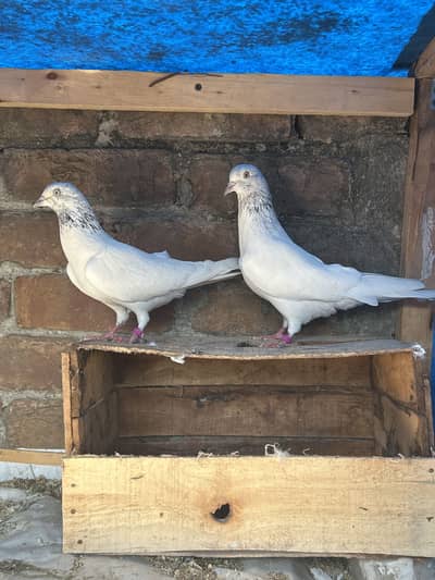 Pure sialkoti breeder pair