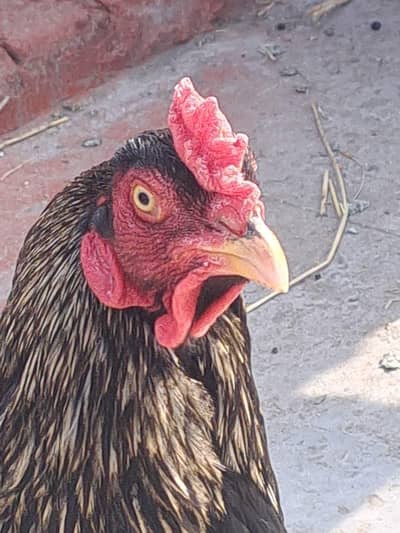 fresh parha available 