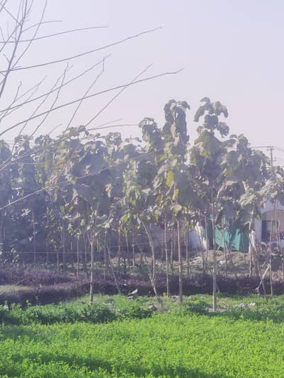 Sagwan Hybrid (Teak Wood Plants)