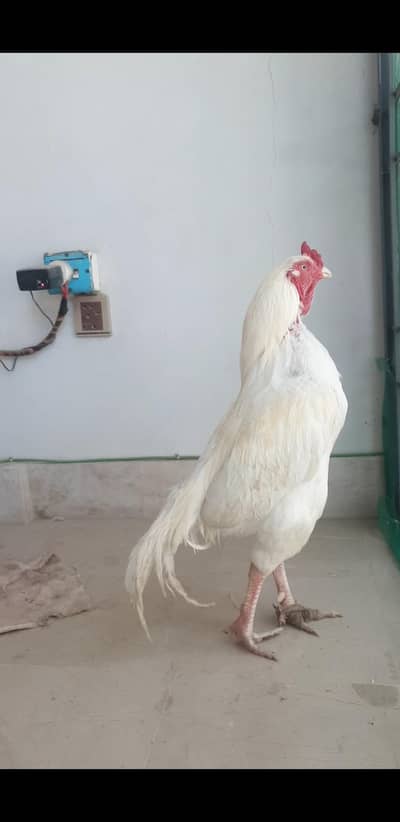 herra assel pair ha chick bhi ha  read description