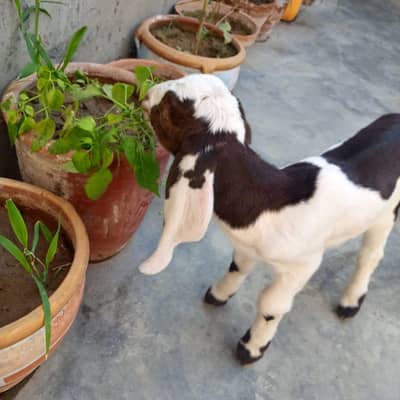 ablak bakra raabta 03148186686 WhatsApp