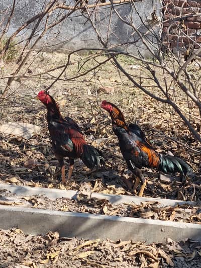 seal murga. . 2 peace