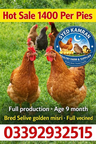 Day old/Brolier/golden chick's/ eggs laying hens |/pathy pathiya