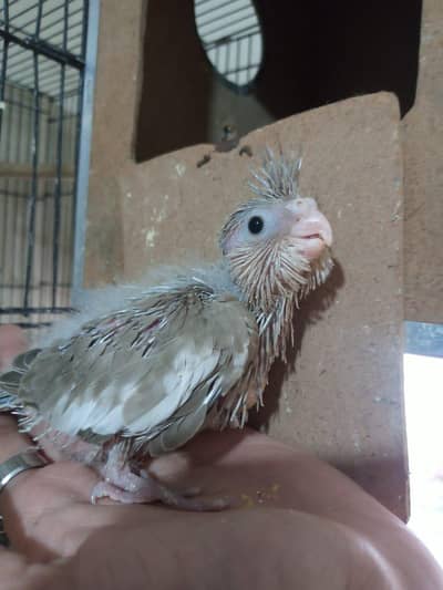 hand tamed cockatiel chicks/one cage 1.5 by 2
