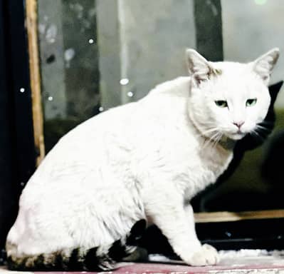 Cat white