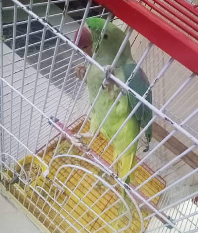 Talking Parrot for sale