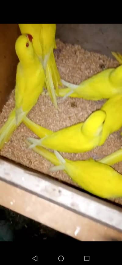 Raw chicks, yellow  ringneck chicks, green ringneck, chicks available