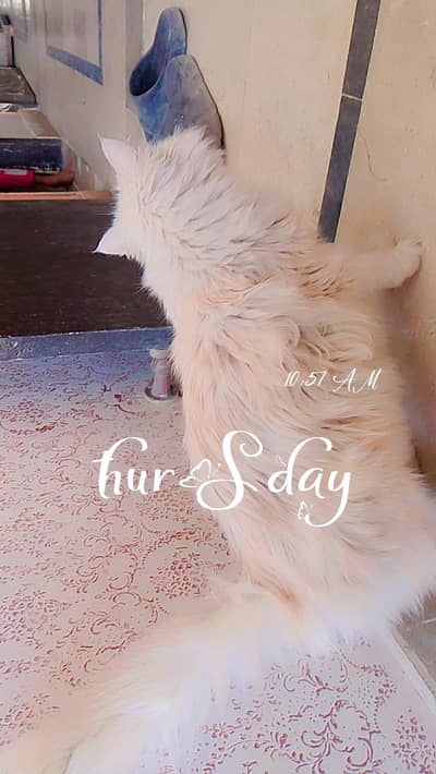 ghr ki masom hn both