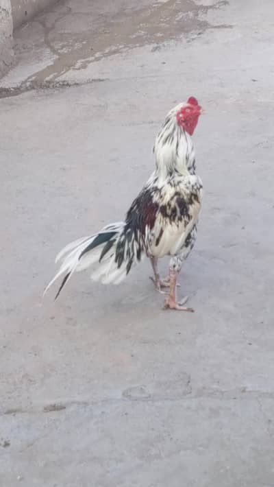 aseel jora for sale cheena and black Madi cross