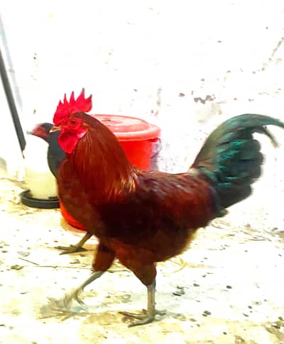 lohman brown murgi and mishri murgi aur pure Desi murga for sale