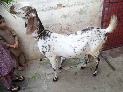 makhi chini bakry 2 years old WhatsApp 03012782558