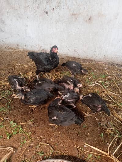 aseel hen and chicks are for sale