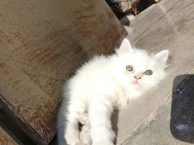 punch face kitten triple shade eyes