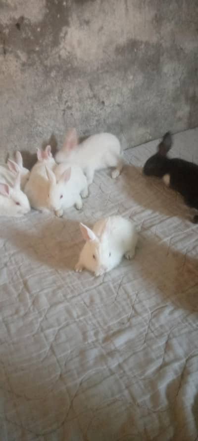 red eyes rabbit  7 child and black