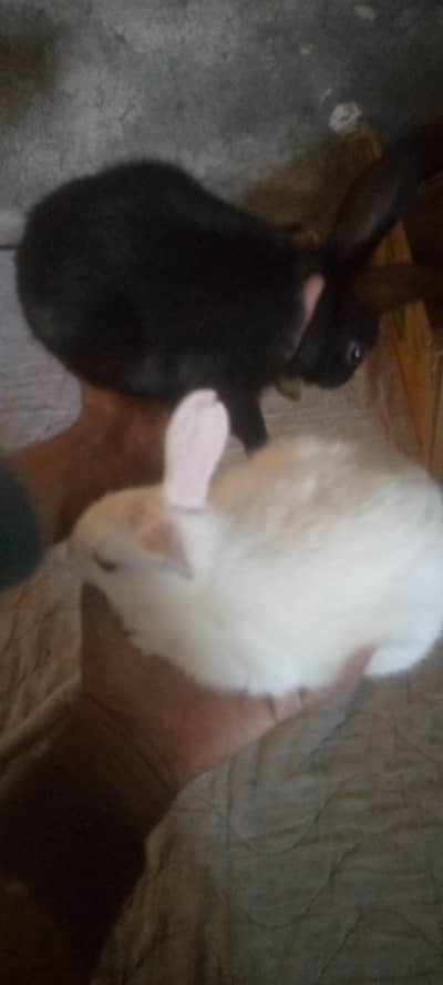 per pice price 750 (((red eyes rabbit child and black rabbits child)))