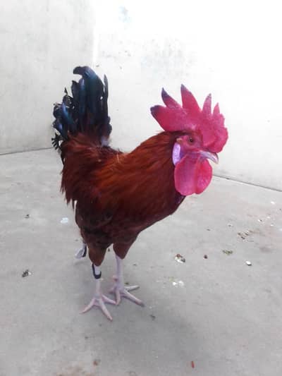 dono male hn sale krnay hn healthy and active hn Ghar k palay huay hn