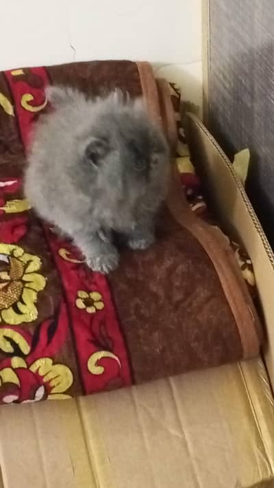 pure Persian extreme punch kittens of Pekibloodline