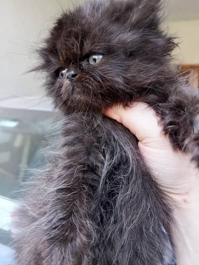 pure Persian extreme punch kittens of Pekibloodline