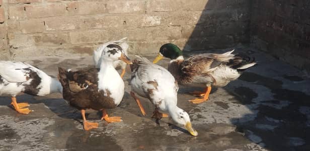 ducks 1 male 5 female  egg dari ha 03113555156