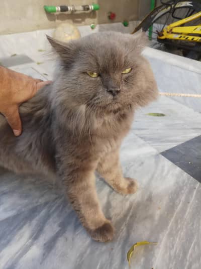 Pure Grey Persian Cat for Sale | Fluffy & Calm