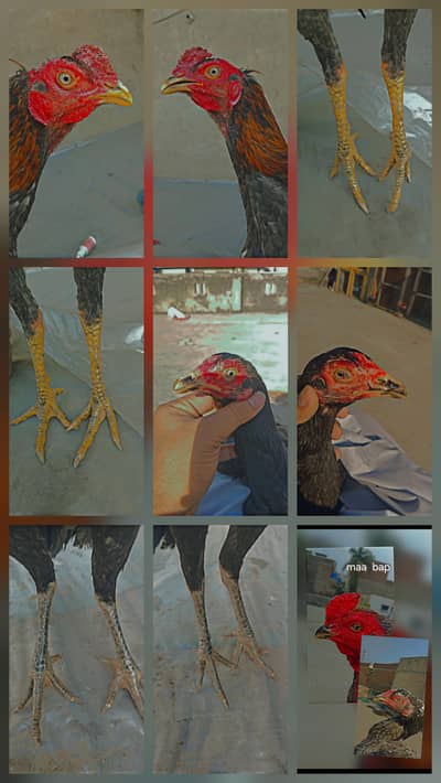 burmi cross pakistani male and female