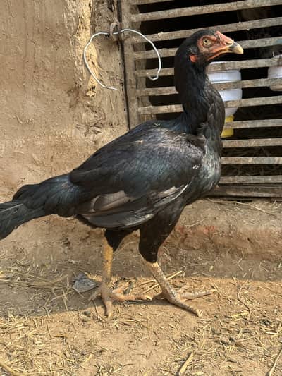 Aseel Hens ready for eggs