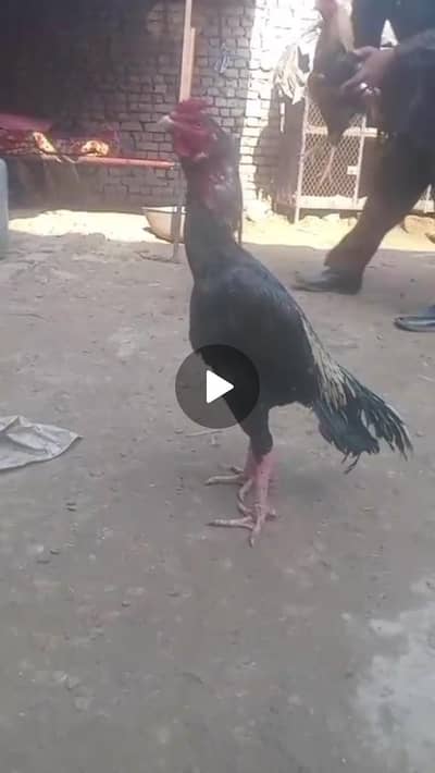 Aseel  murga available WhatsApp03195355379 p