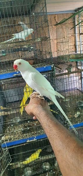 White RinG NeCk hand Tamed