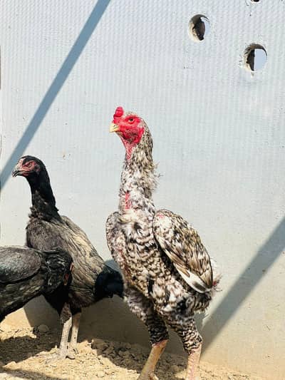 Shamo Aseel Breeders For sale