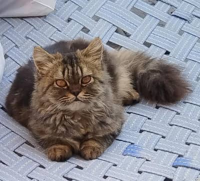 pragnant Persian female