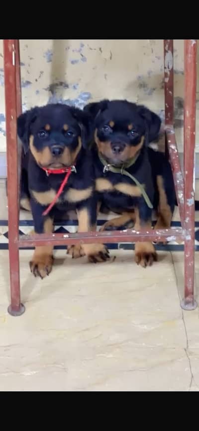 Rottweiler pair