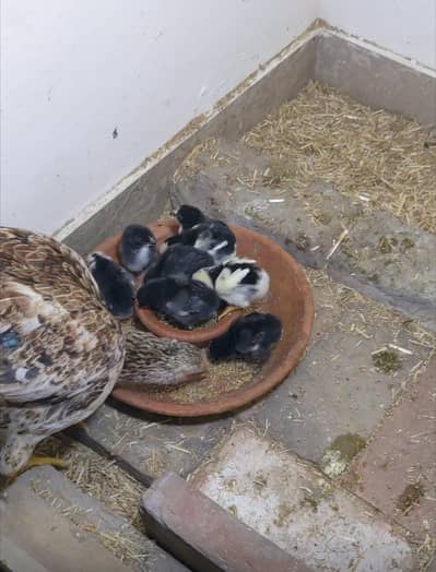 murgee with 8 chicks