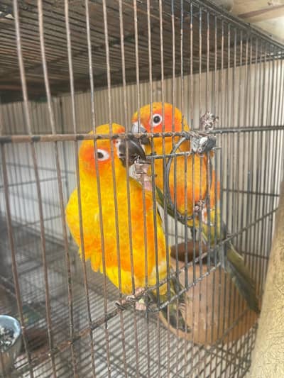 Beautiful Pair of Sun Conures - 2 Years Old - Healthy & Active