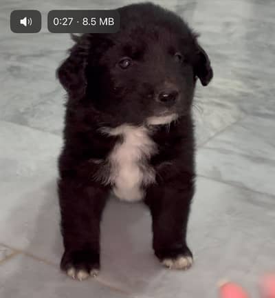 Russian Puppy for sale 0301 1103790