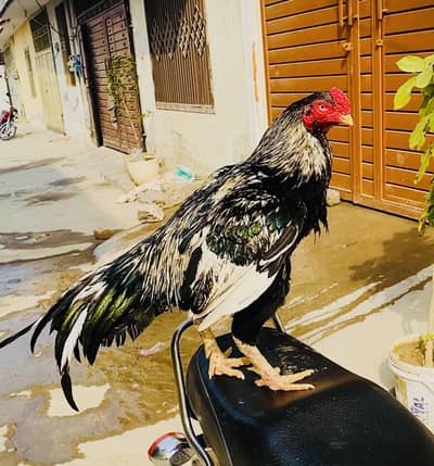 میرٹھی لاسانی بریڈر فارسیل نیلی آنکھ میں 80٪ میرٹھی شوق پورا کرنے والا