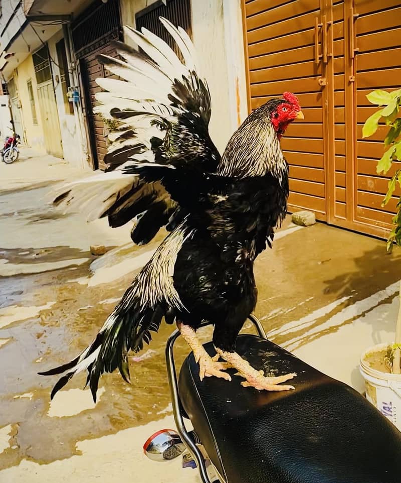 میرٹھی لاسانی بریڈر فارسیل نیلی آنکھ میں 80٪ میرٹھی شوق پورا کرنے والا 1