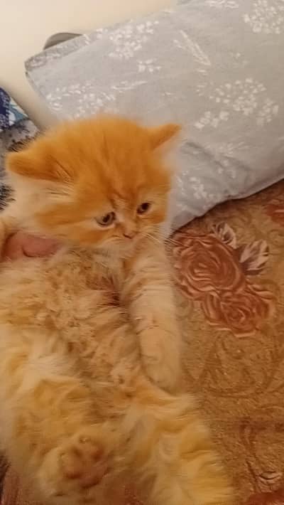 persian kittens
