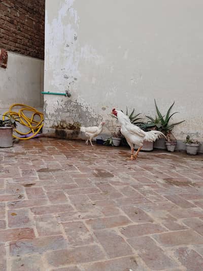 white aseel fertile eggs for sale