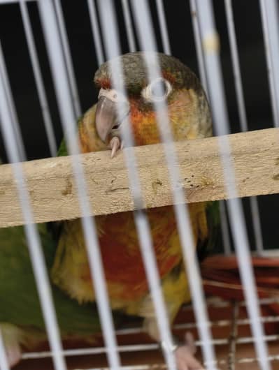 hnad tamed pinneaple conure