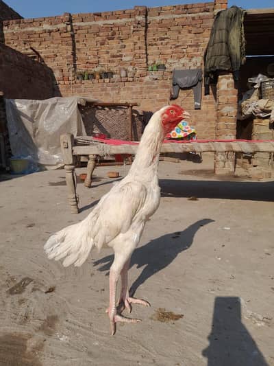 For sale  Munasib price me (0306/95-60-536)