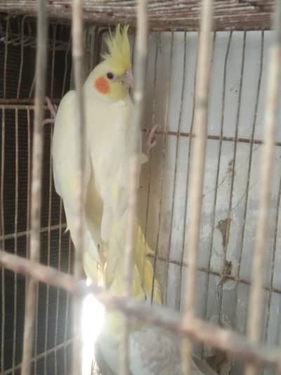 Cream Cocktail Breeder pair